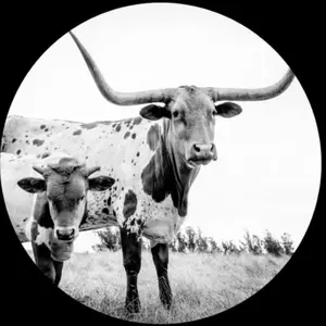 Mike Flanigin - West Texas Blues Longhorn Picture Disc w/ Postcard Vinyl LP