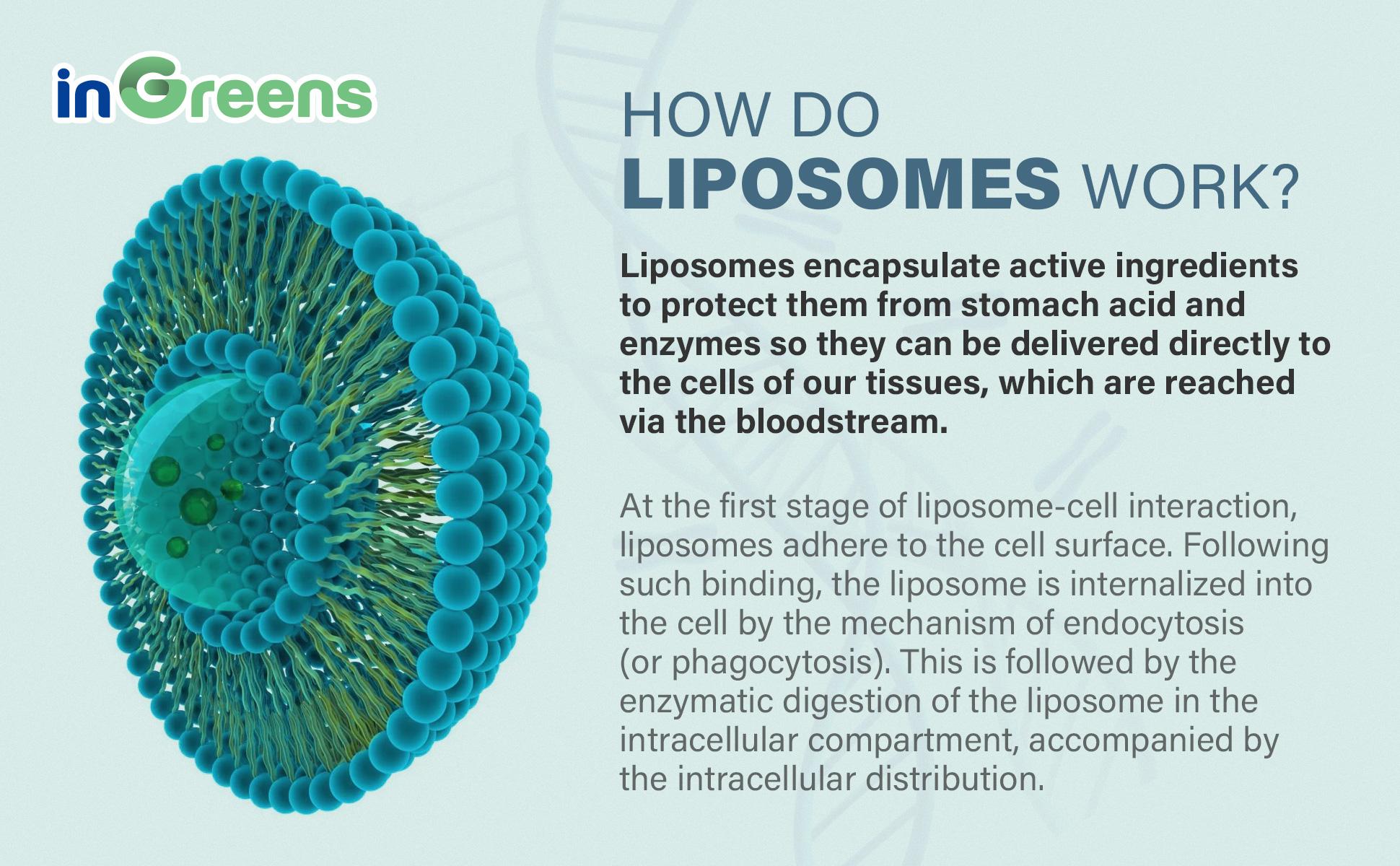 inGreens 2 Cup NAD+ Supplement 1800 mg with Nicotinamide Riboside 200mg, Trans Resveratrol 200mg, Trimethylglycine 200mg,Boost NAD+, Cellular Energy and DNA Repair, 120 Softgels non-pharmaceutical Fitness Healthcare Dietary Edible inGreens 2 Cup NAD+ Supplement 1800 mg with Nicotinamide Riboside 200mg, Trans Resveratrol 200mg, Trimethylglycine 200mg,Boost NAD+, Cellular Energy and DNA Repair, 120 Softgels non-pharmaceutical Fitness Healthcare Dietary Edible