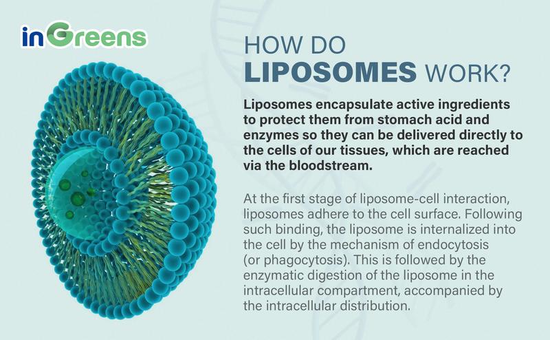 inGreens 2 Cup NAD+ Supplement 1800 mg with Nicotinamide Riboside 200mg, Trans Resveratrol 200mg, Trimethylglycine 200mg，Boost NAD+, Cellular Energy and DNA Repair, 120 Softgels non-pharmaceutical Fitness Healthcare Dietary Edible