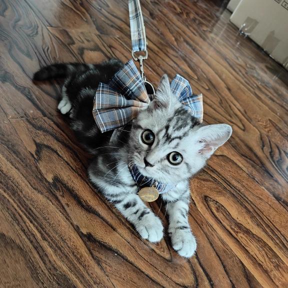 Pet Clothes Dog Cat Rabbit Plaid Dress Vest Cute Comfortable Breathable With Traction Rope AL-656281331457