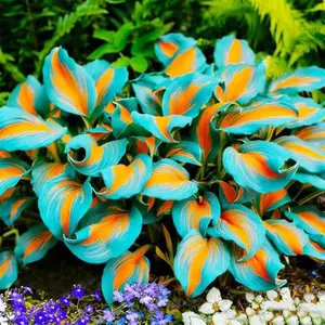 800 pcs Hosta Seeds – Practical Perennials for Shaded Beds & Borders
