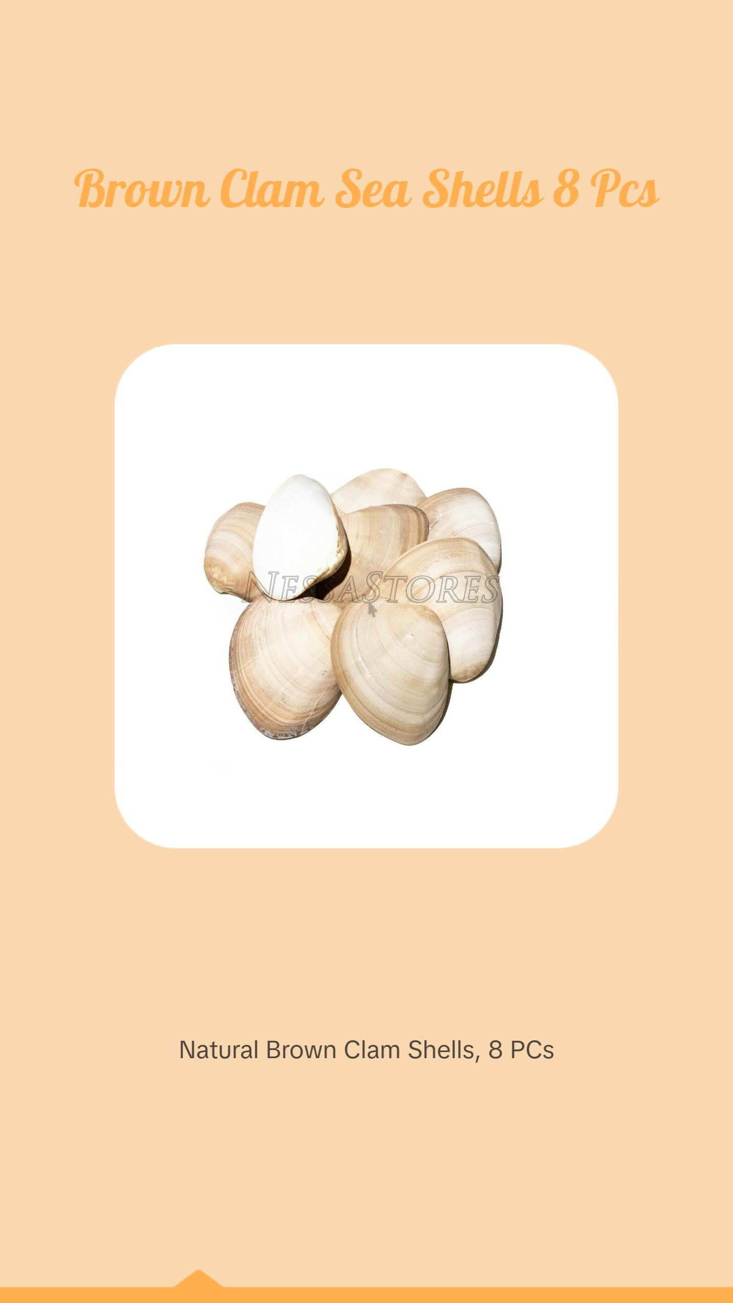 Brown Clam Sea Shell Beach Craft Scallop 3" - 4" (8 PCS ) #JC-76