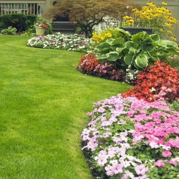 3000+ Premium Perennial grass Seeds – Fast-Growing, Thick, and Lush Lawn Grass for All Seasons