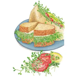 Sandwich Mix Sprouts Seeds