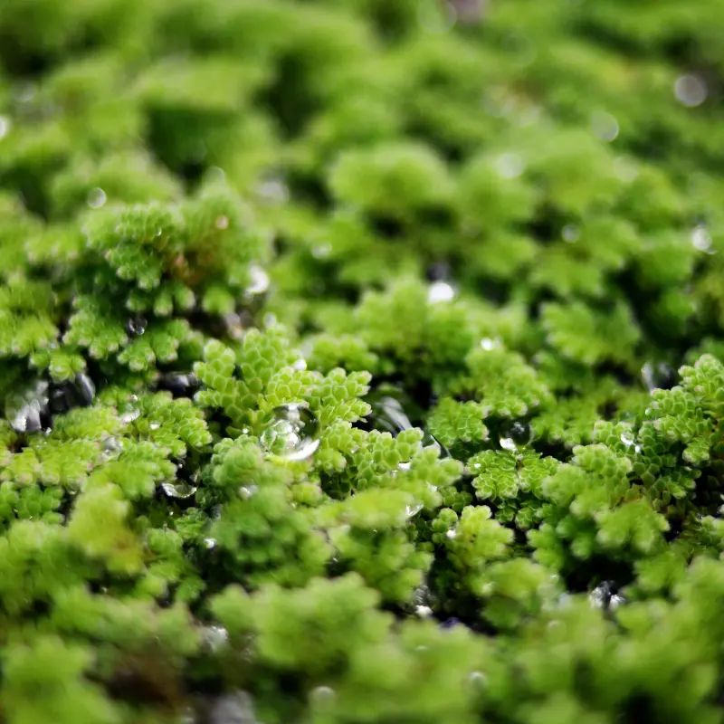 Carolina Mosquito Fern Aquatic Plant (Azolla caroliniana) Fast-growing floating fern that fixes nitrogen, suppresses algae, provides natural shade, and supports ponds, aquaponics, and eco-friendly aquarium systems