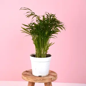 Parlor Palm - 4” Pot
