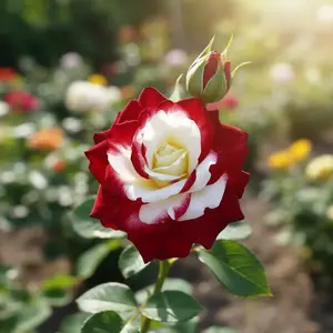 138 Rare Black and Red Rose Seeds for Planting - Exotic Rare Flower Seeds, Fresh, Winter-Hardy, Fragrant, Eye-Catching Garden Plants to Attract Bee