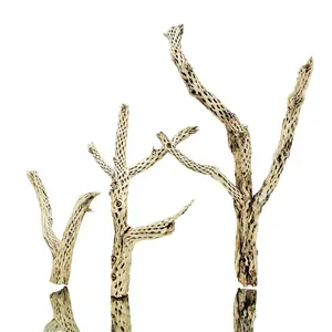 Cholla Wood