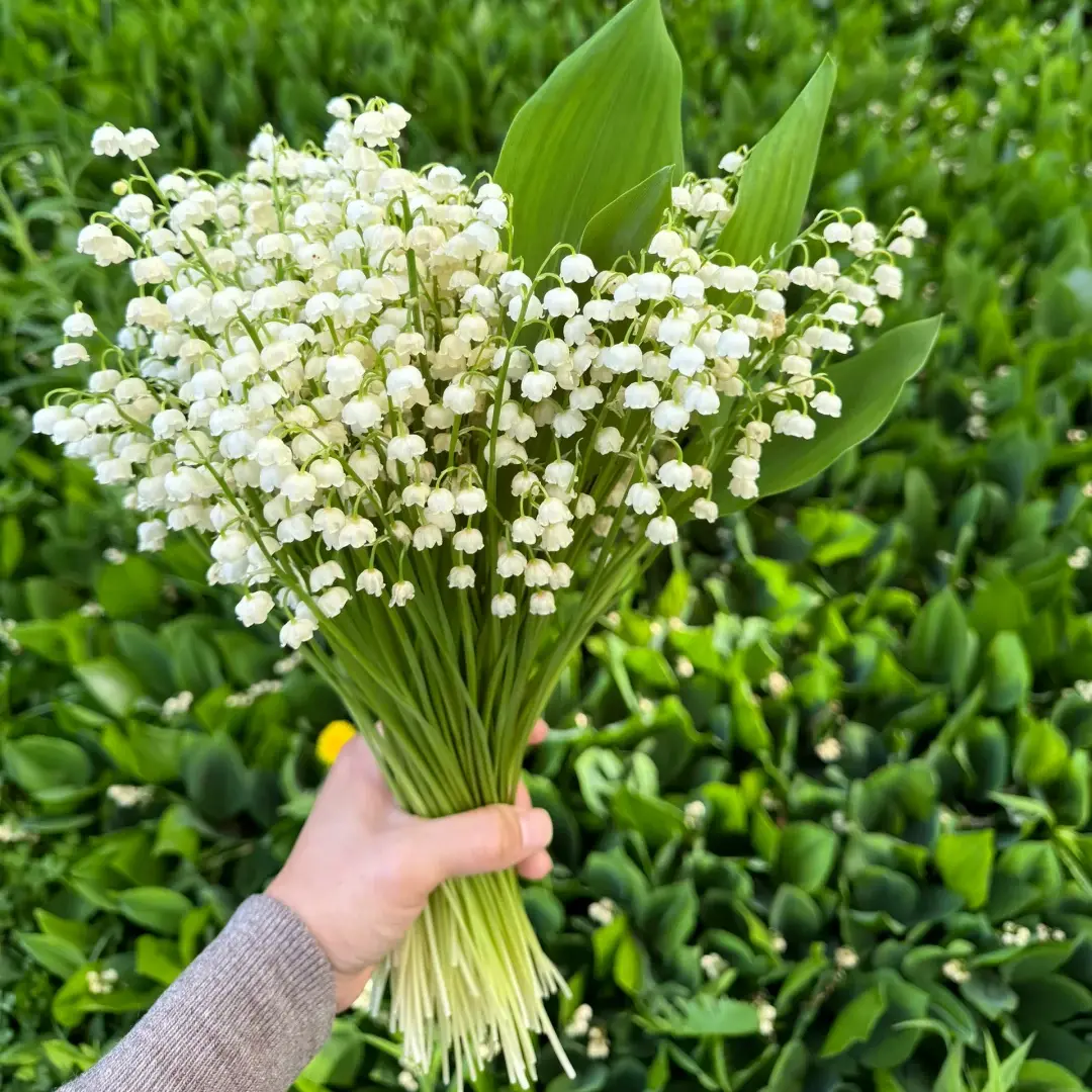 Lily of the Valley Flower Bulbs, Delicate White Bell-Shaped Blooms, Hardy Perennial Ground Cover, Sweet-Scented Spring Plants for US Garden Beds, Pots