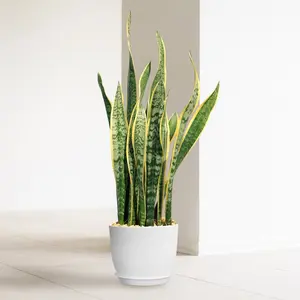 Variegated Snake Plant - Sansevieria laurentii