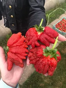 520pcs giant climbing strawberry seeds perennial climbing heirloom fruit seeds for home garden planting