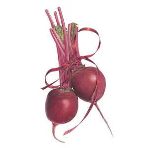 Detroit Dark Red Beet Seeds