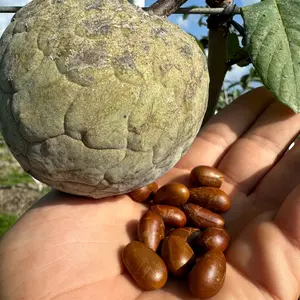 Ilama Seeds - (Annona Diversifolia)