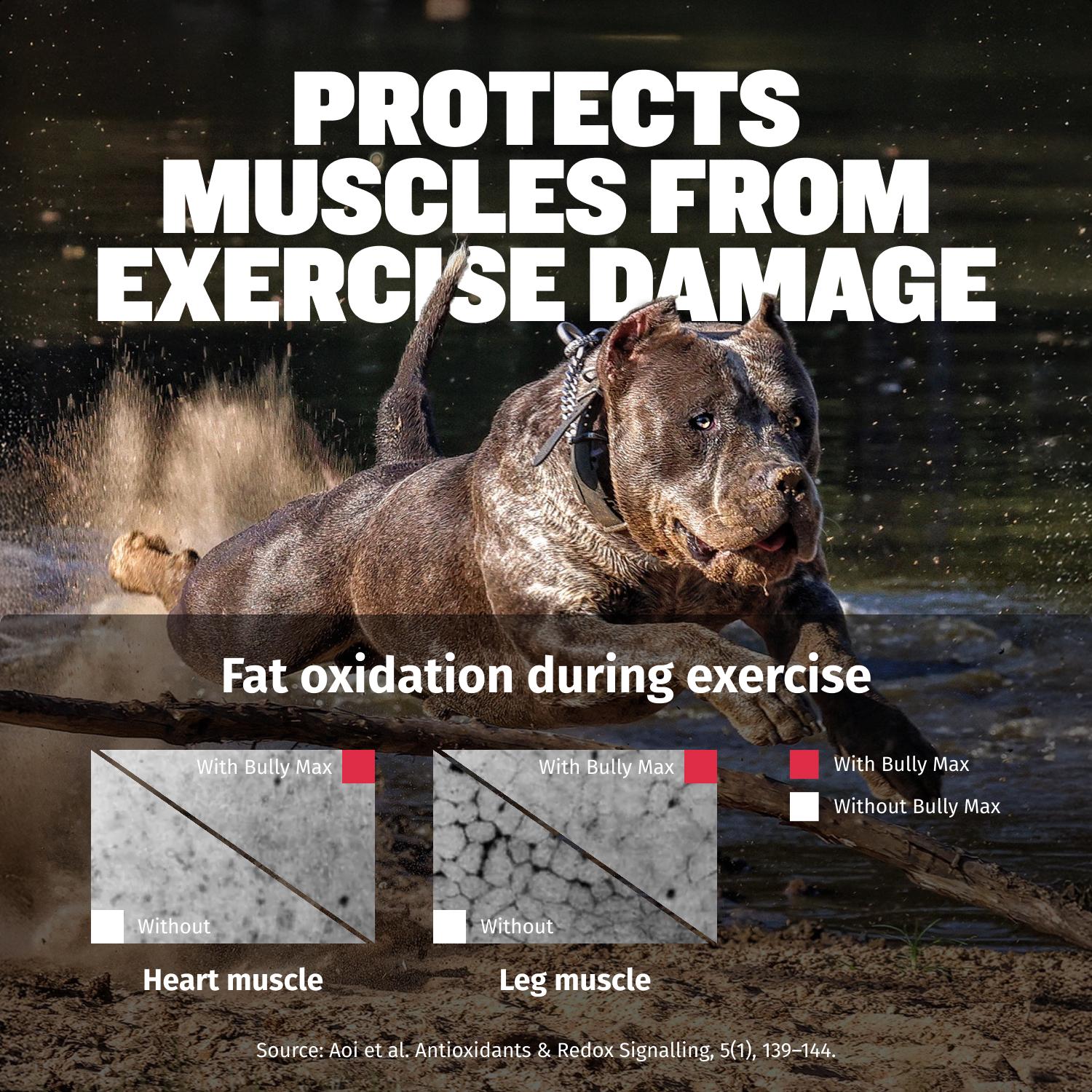 Bully Max 3-in-1 Liquid Dog Muscle Builder Supplement for Puppy and Adults Dogs - Dog Vitamins for Small & Large Breeds - Vet-Approved Dog Supplement Bully Max 3-in-1 Liquid Dog Muscle Builder Supplement for Puppy and Adults Dogs - Dog Vitamins for Small & Large Breeds - Vet-Approved Dog Supplement