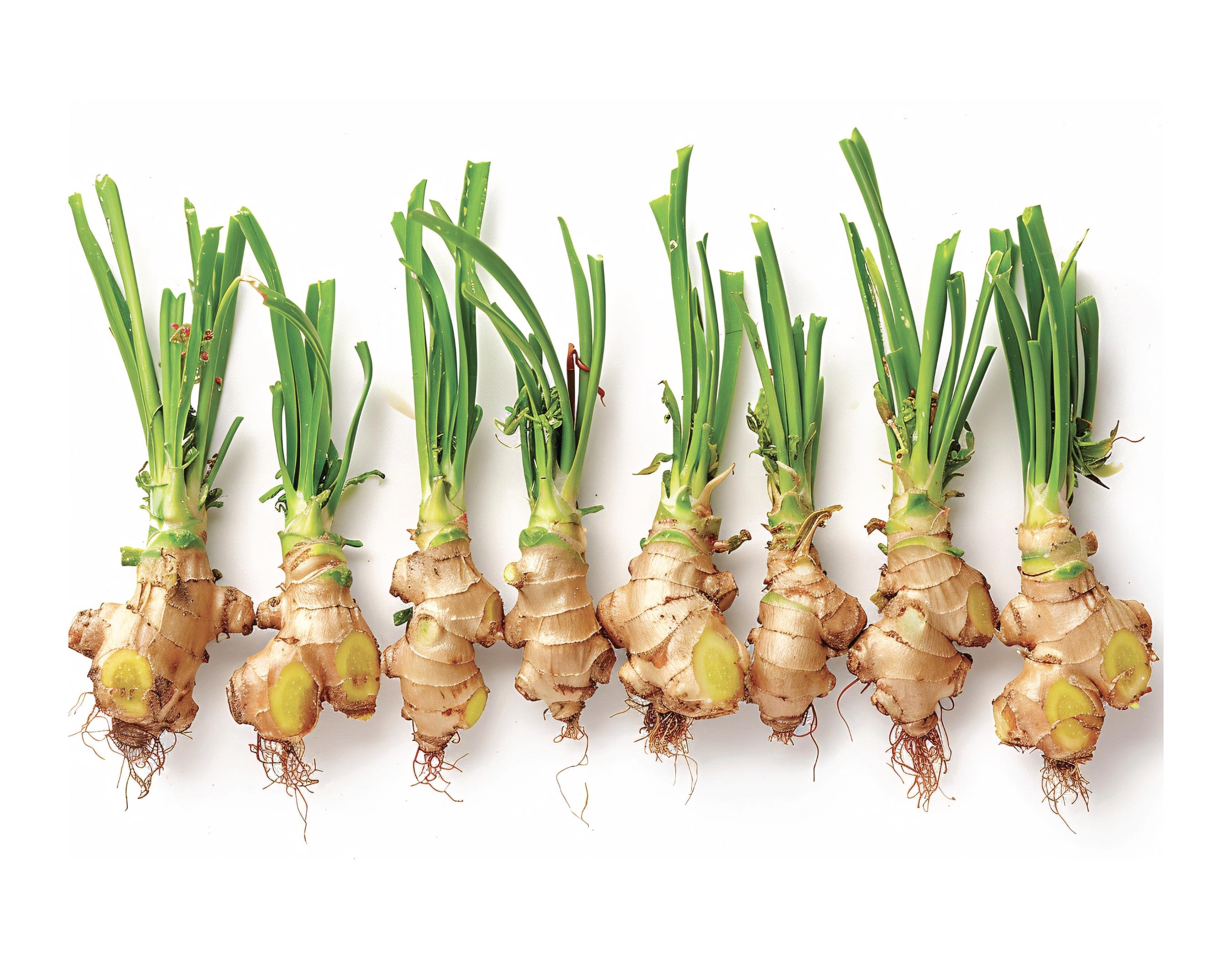 Sea Moss gel with Manuka honey and Ginger root, raw Manuka honey from New Zealand | Net WT. 16 OZ (453g) In a glass jar with a sturdy handle Sea Moss gel with Manuka honey and Ginger root, raw Manuka honey from New Zealand | Net WT. 16 OZ (453g) In a glass jar with a sturdy handle