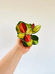 Hoya Australis ‘Lisa’ - 3" Pot
