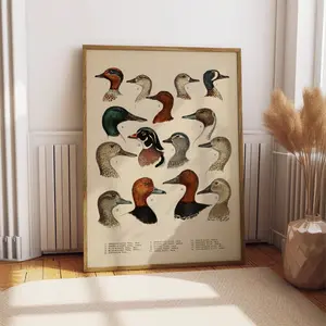 Antique WaterfowlPrint, Duck Hunting Poster, Ornithology Wall Art, North American Duck Decor, Duck Head Poster for Bar