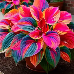 1000+ pcs Mixed Color Hosta Plants for Garden Decoration Vibrant Leaves Perfect for Backyard Landscape Design