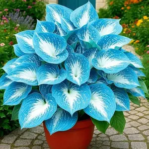 1000+ Mixed Blue & White Hosta Flower Seeds – Easy to Grow Shade Garden Perennial Plants for Yard and Landscape Gardening