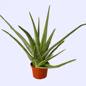 Aloe Vera 6” - Low Maintenance Plant