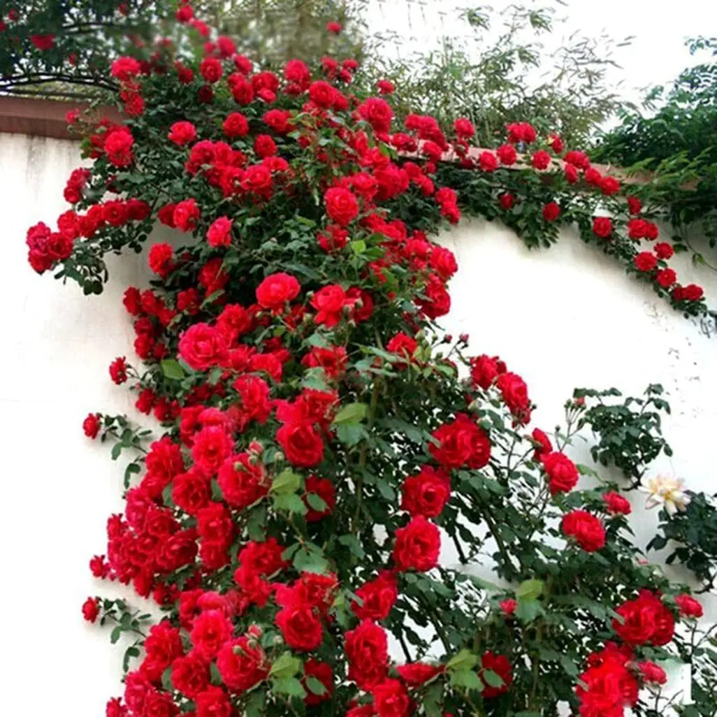 200PCS Red Climbing Rose Seeds, Bulk Perennial Fragrant Heirloom Flower Seed Pack for Outdoor Garden Planting, Bulk Flower Seeds