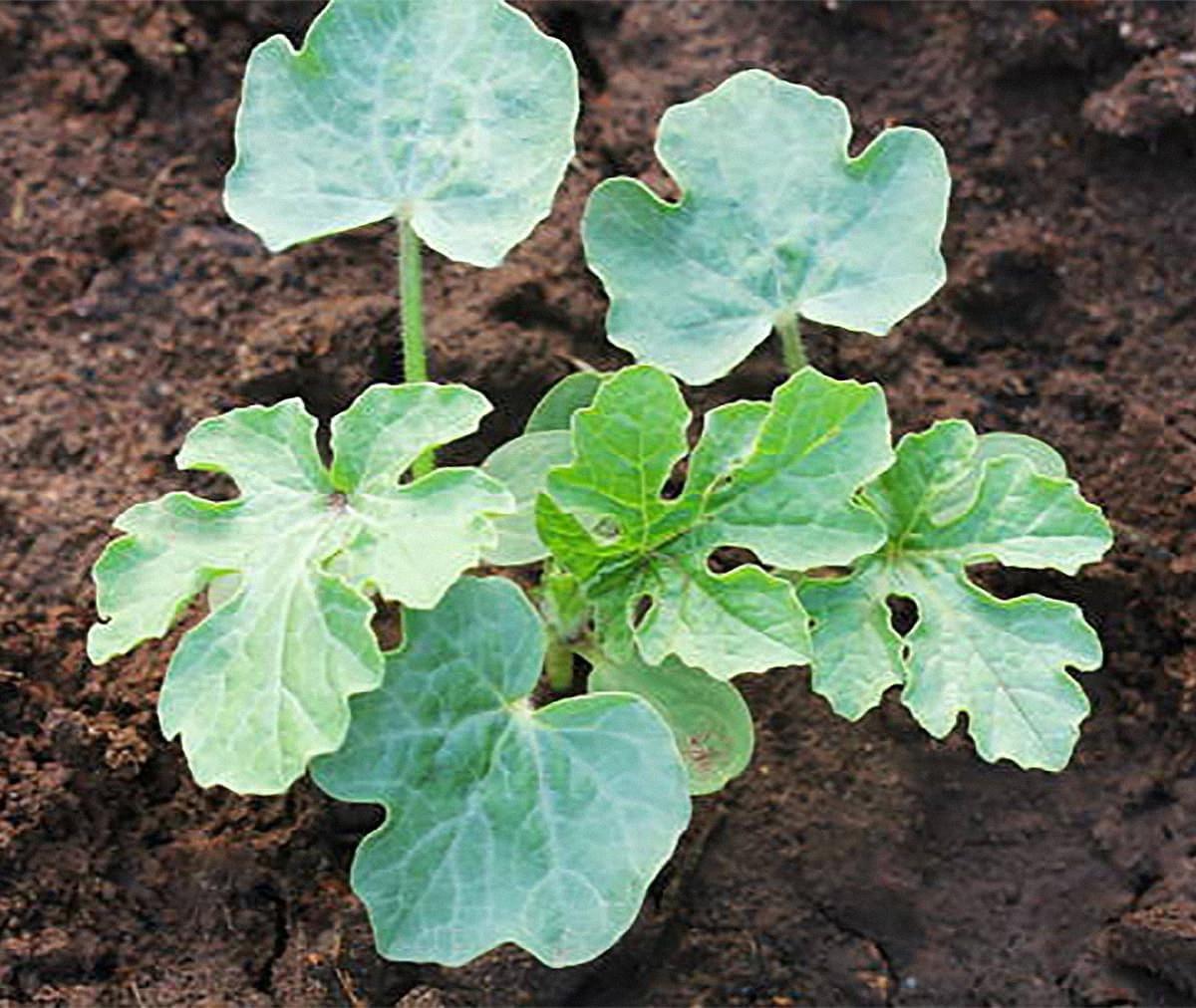 Sow Right Seeds - 50+ pcs Crimson Sweet Watermelon Seeds for Planting -  Instructions to Plant a Home Vegetable Garden