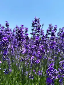 200 Lavender Seeds for Planting – Lavender Flower Garden Seeds for Backyard Flower Beds, Patio Containers, Balcony Planters and Outdoor Landscaping – Ornamental Flower Seeds Only, Not Live Plants