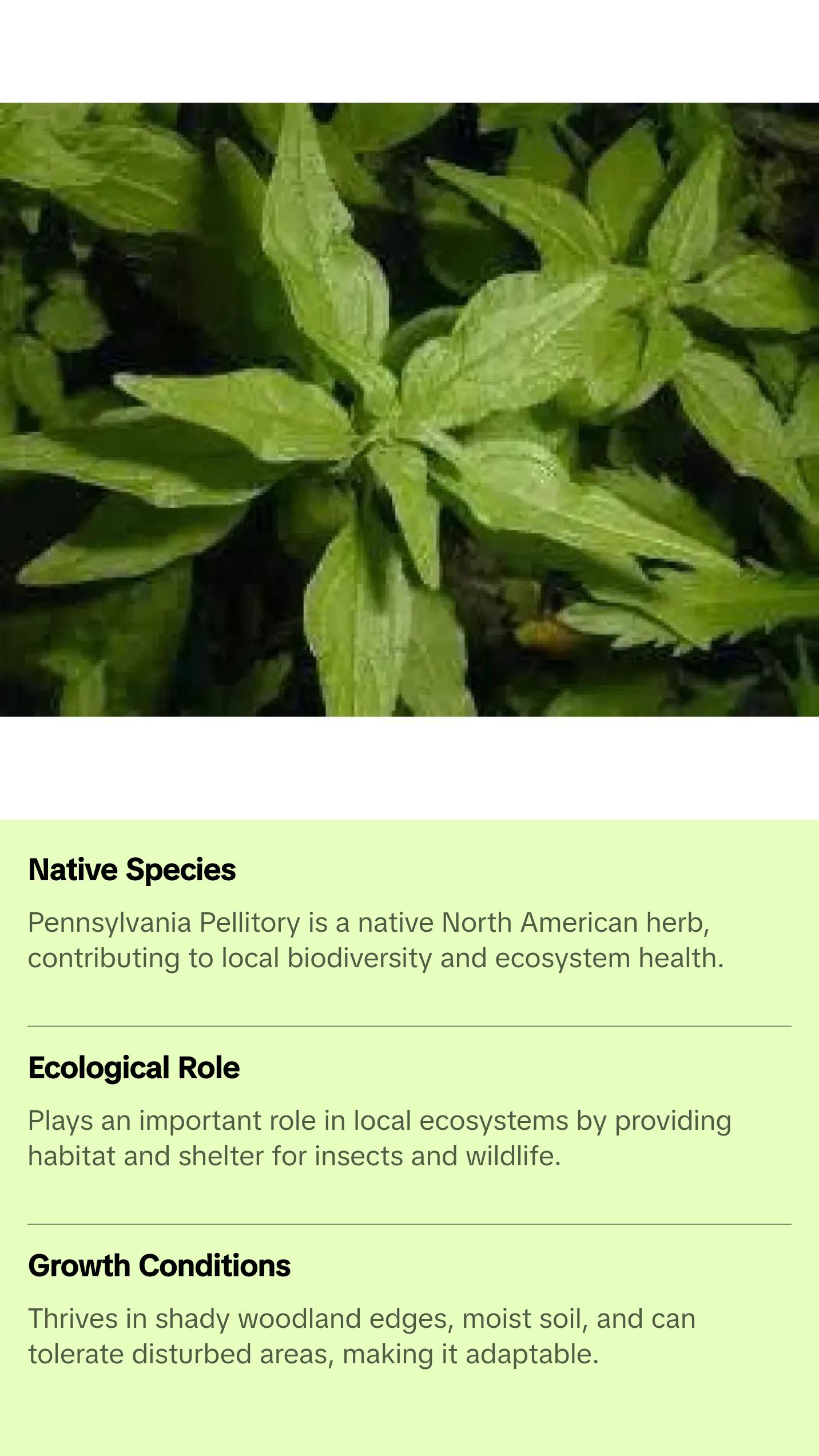 Pennsylvania Pellitory Native Shade Wildflower Woodland Seeds 4 Pack x 100 Seeds Parietaria pensylvanica Hardy