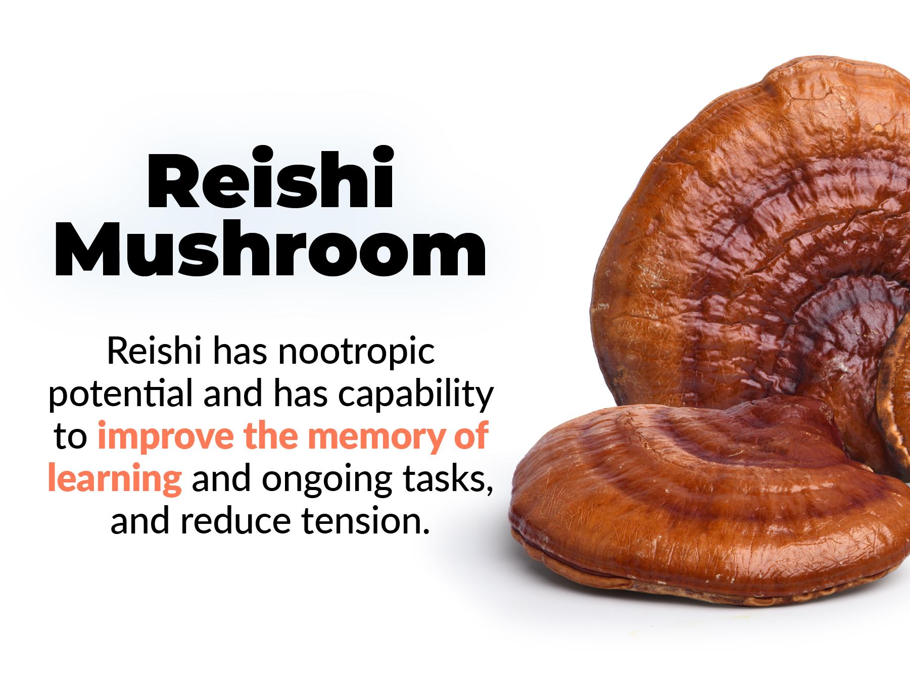 Nootropics Brain Memory and Focus Supplement by PUREHEALTH RESEARCH - Lions Mane, Shiitake, Chaga, Reishi Mushrooms Powder - Cognitive Health with Bacopa Monnieri and Gingko Biloba Extract, 1 Bottle Dietary Healthcare