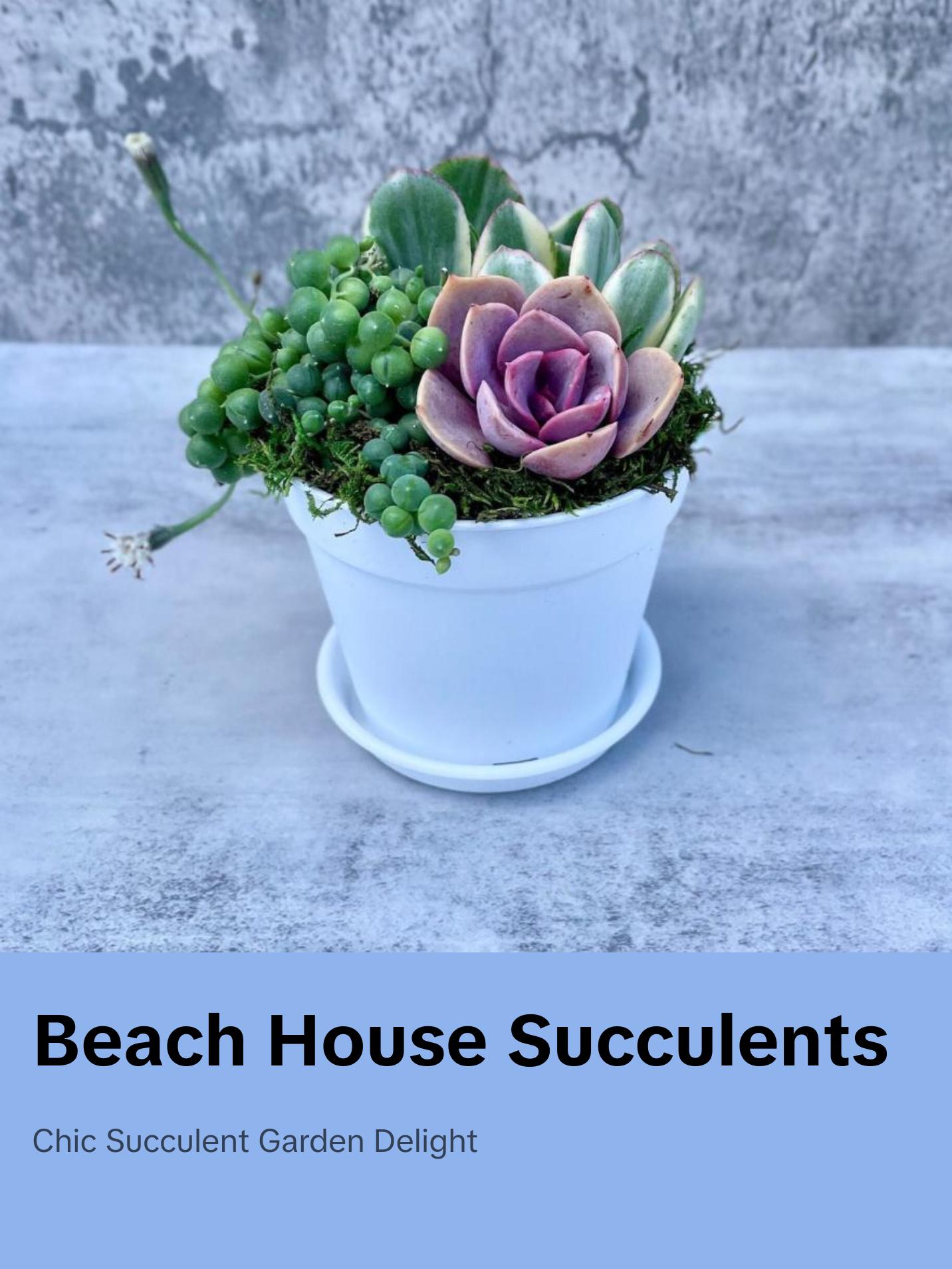 Beach House Succulent Garden - Potted Succulents - Ships Free!