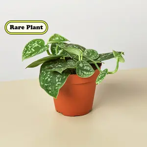Pothos 'Satin' Pothos 'Satin'