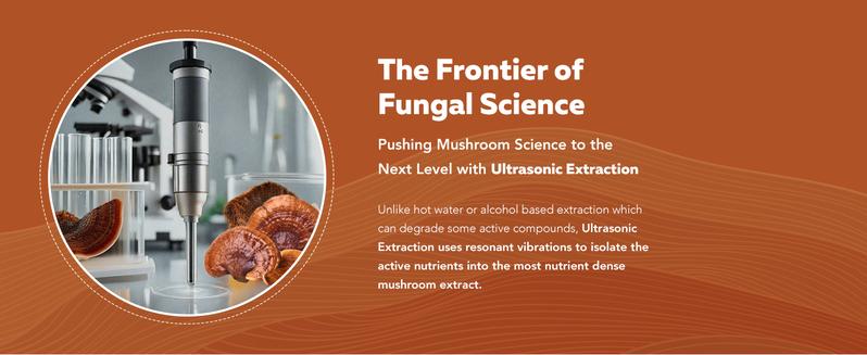 Organic Reishi Mushroom Capsules | 70% Beta Glucans – US Grown & Ultrasonically Extracted – Supports Overall Wellbeing – 60 Capsules Healthcare Dietary