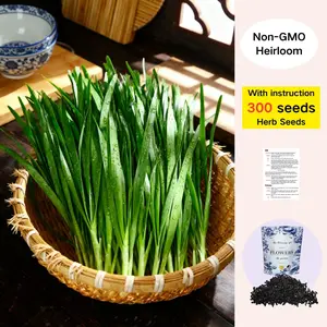 300 Premium Chive Seeds for Planting, 300+ Heirloom Seeds Per Packet, Non GMO Seeds, Botanical Name: Allium tuberosum, Great Herb Garden Gift