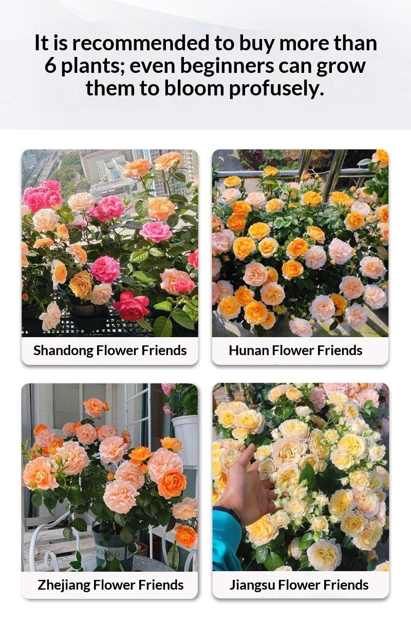 5-10 Inches Hardy Live Rose Shrub Ready to Grow Perennial Seedlings Direct Planting for Landscape Borders Country Garden Flower Beds Unique Form Stable Flowering Strong Adaptability