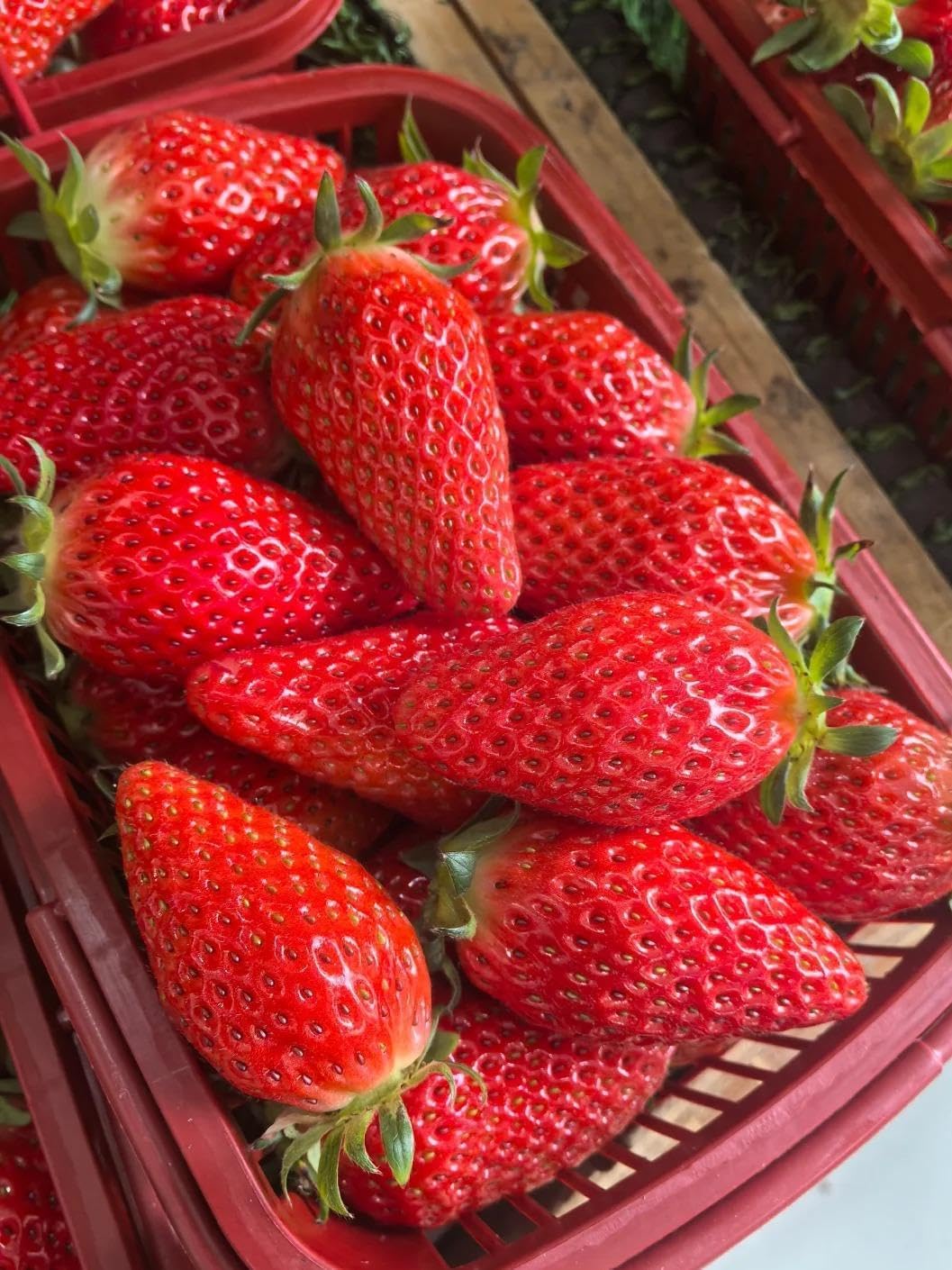 800+Pcs Strawberry Fruit Seeds for Planting Home Garden Outdoo