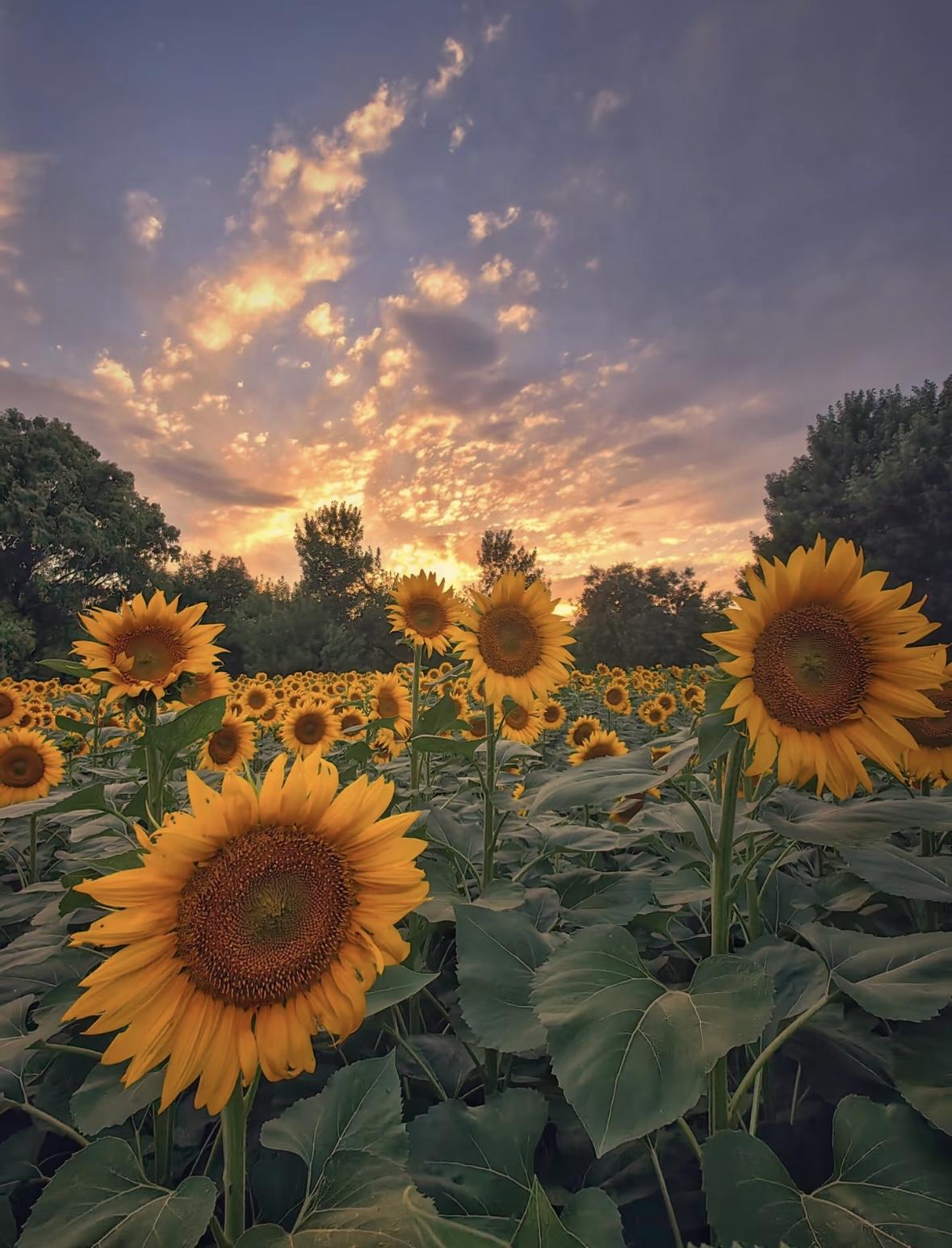 3600 Seeds of Rose Carnation Cosmos Lavender Sunflower Bonus Climbing Rose Gift Her a Garden of LoveValentine's Day & Mother's Day LoveSeed 3600 Seeds of Rose Carnation Cosmos Lavender Sunflower Bonus Climbing Rose Gift Her a Garden of LoveValentine's Day & Mother's Day LoveSeed