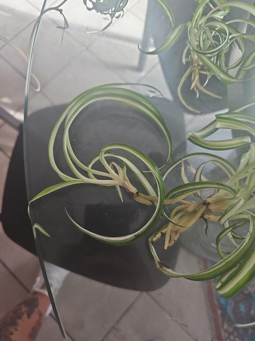 spider plant rooted - free shipping
