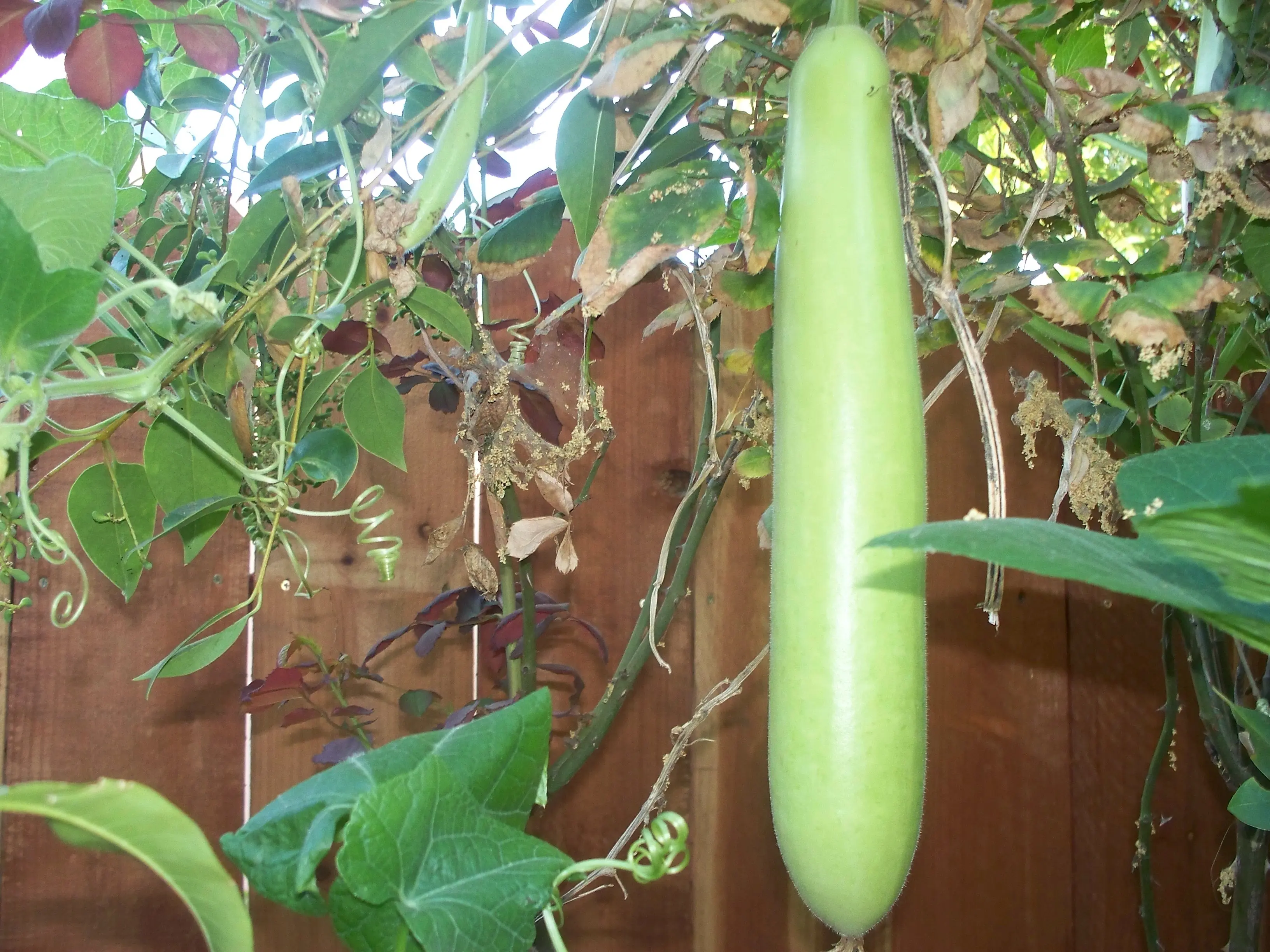 Opo Long Squash Vegetable Fruit Seeds - India Lauki Long Bottle Gourd, Non-GMO Open-Pollinated Garden Seeds with High Germination Rate, Strong Adaptability, Dietary Fiber for Culinary Use