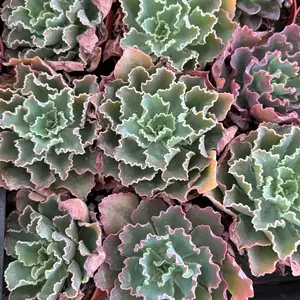 Echeveria blue Curls Succulent Plant 4 inch pot