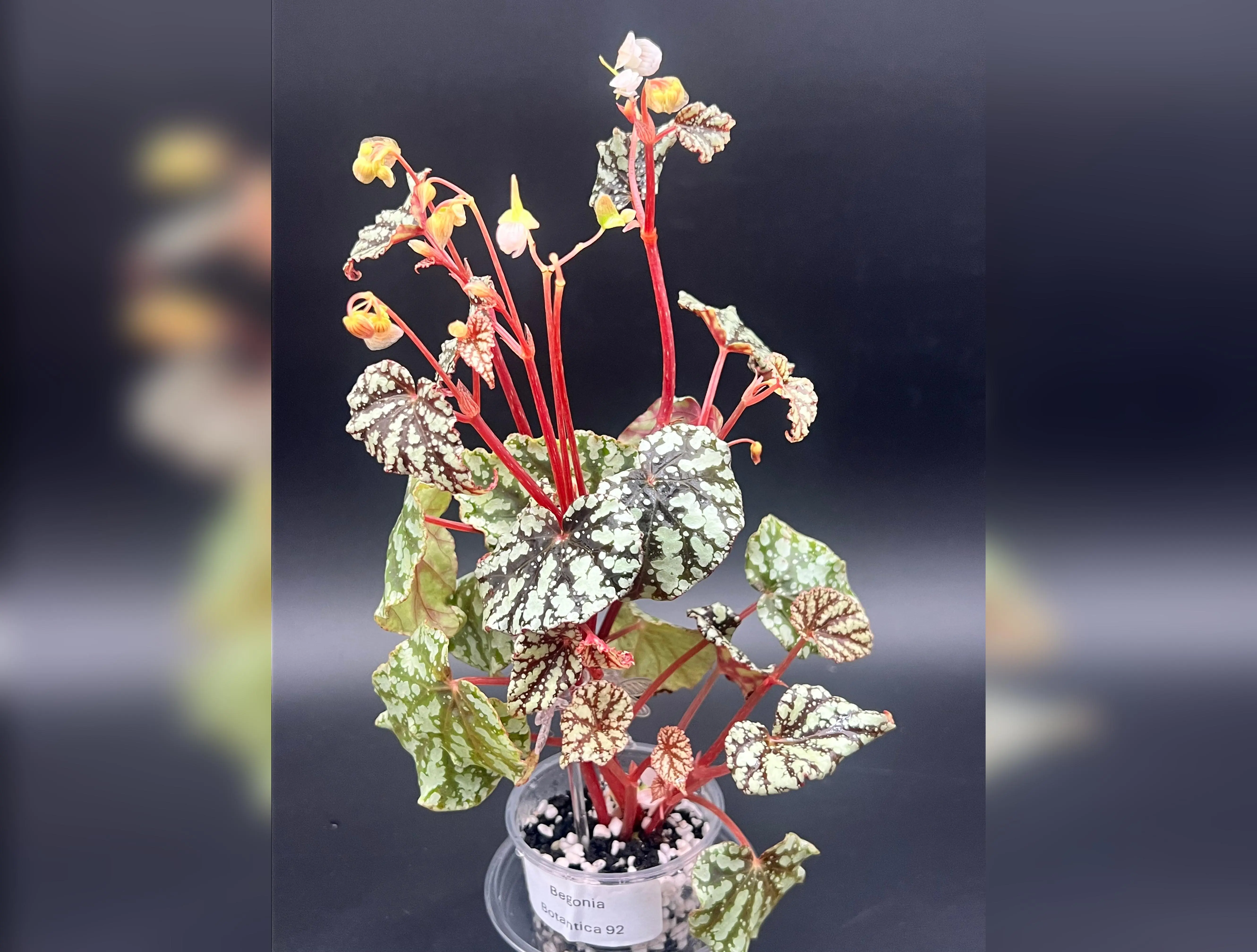 Begonia Botanicaz 92     