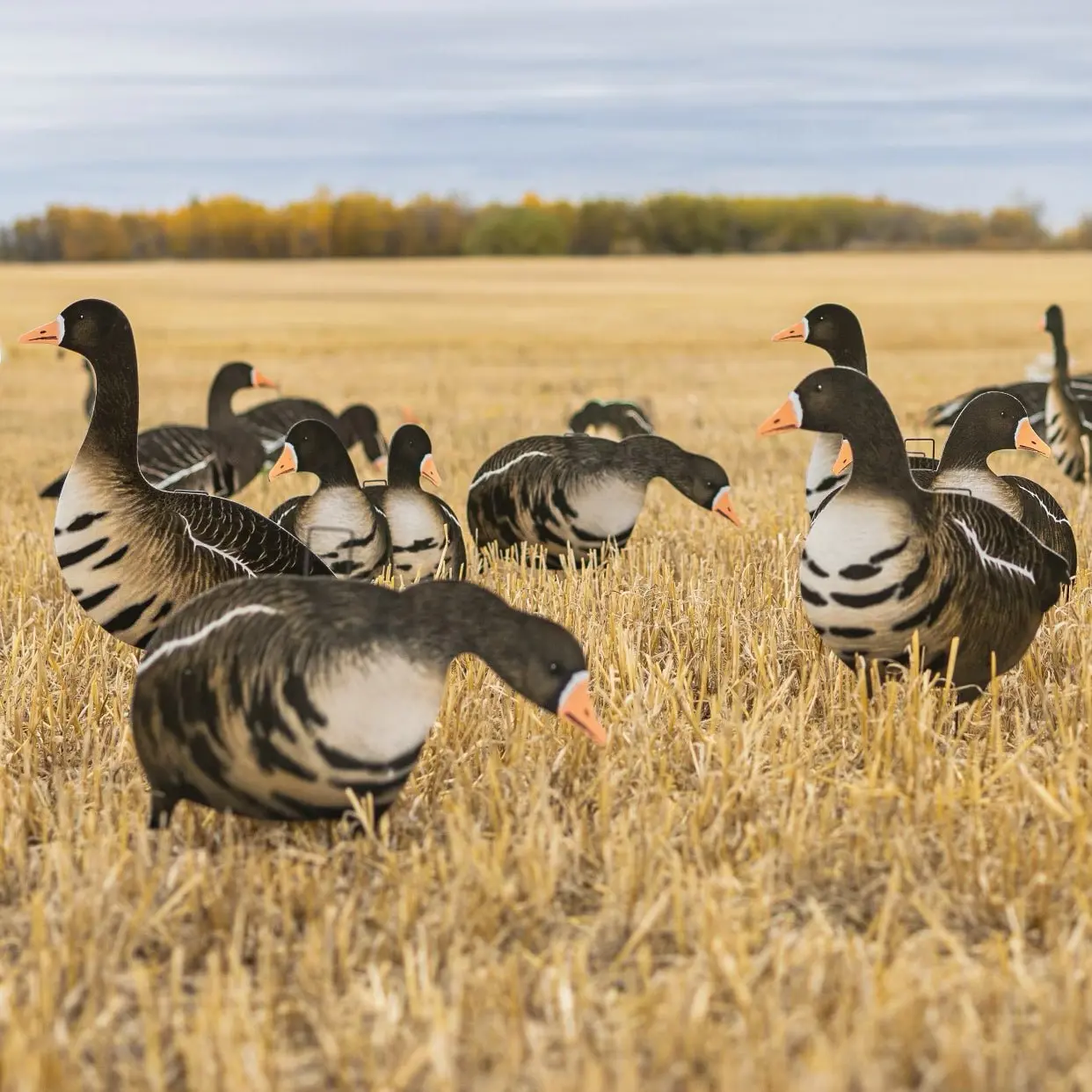 V2AFF Alternate Fully Flocked Specklebelly Goose Silhouettes