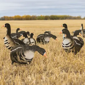 V2AFF Alternate Fully Flocked Specklebelly Goose Silhouettes