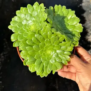 Aeonium tabuliforme “Dinner Plate” 6 inch pot Succulent Plant