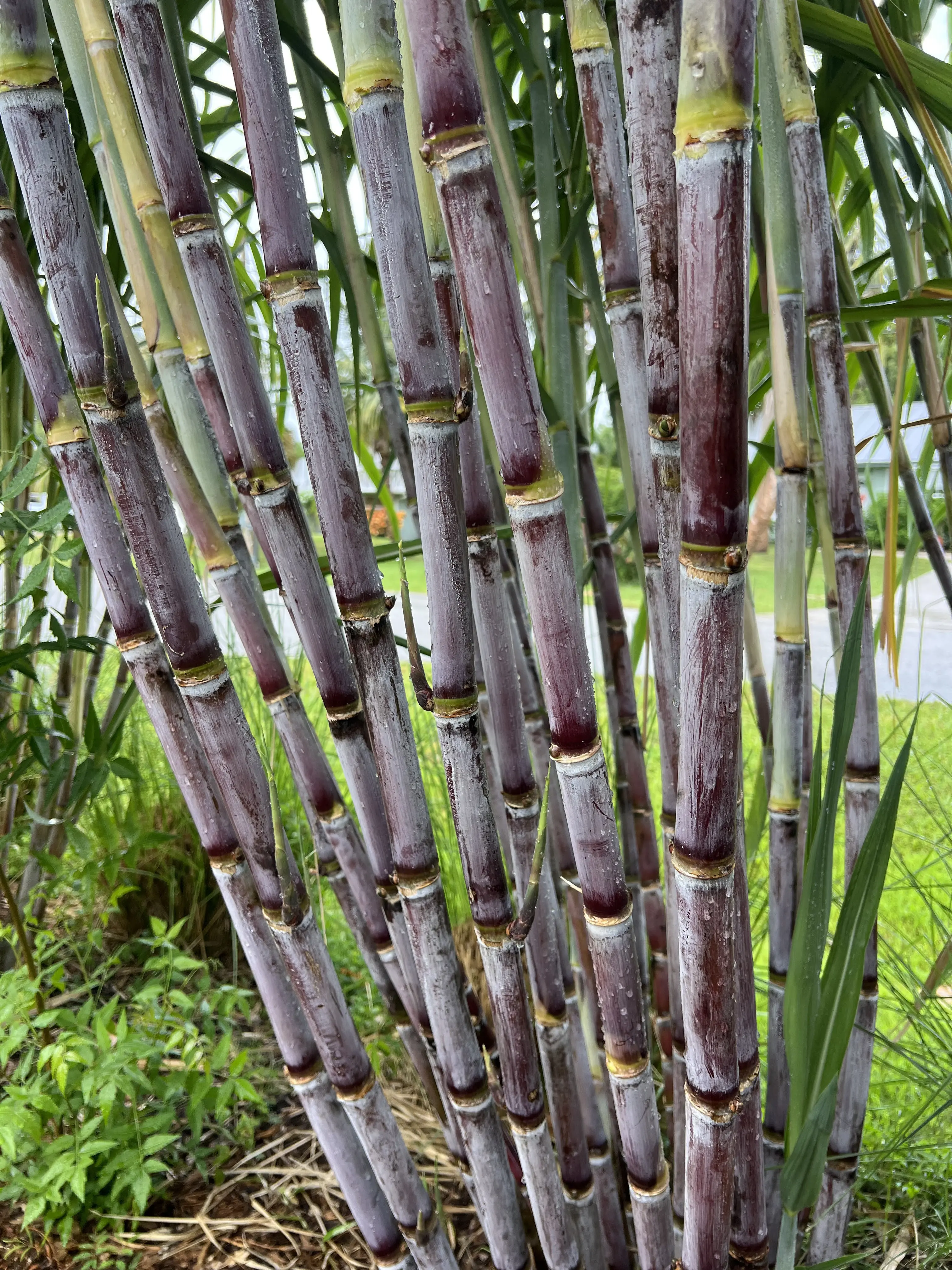 Grimal Grove Red Sugarcane Cuttings