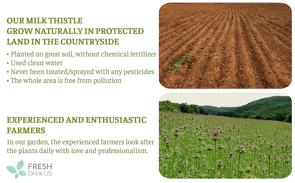 【FreshDrinkUS】 Premium 75 Milk Thistle Tea Bags, 100% Natural & Pure from Milk Thistle Seeds. Milk Thistle Seed Herbal Tea. Milk Thistle Seed Tea. Made with Natural Material Tea Bags. No Sugar, No Caffeine, No Gluten, Vegan. Beverage