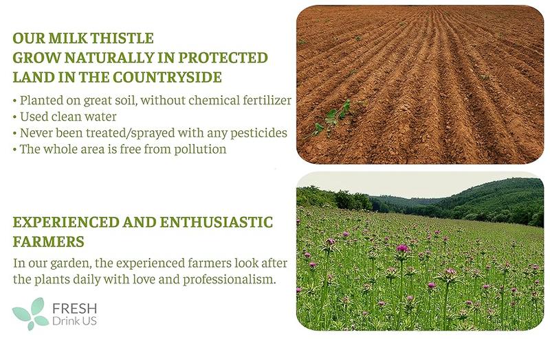 Premium 75 Milk Thistle Tea Bags, 100% Natural & Pure from Milk Thistle Seeds. Milk Thistle Seed Herbal Tea. Milk Thistle Seed Tea. Made with Natural Material Tea Bags. No Sugar, No Caffeine, No Gluten, Vegan. Beverage