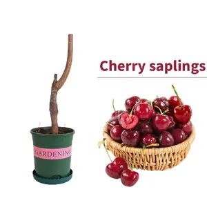 Non-GMO Cherry Tree Live Seedling – Mini Dwarf Fruit Tree for Patio Container, Balcony Garden & Edible Backyard Orchard, Easy Care Cherry Plant for Beginners