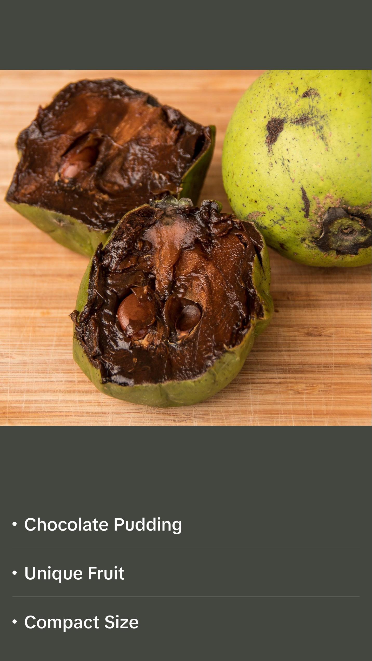 Diospyros nigra, Black sapote seedling (chocolate pudding fruit) Zapote Prieto