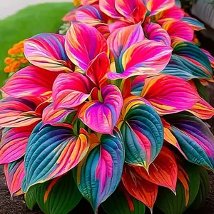 1000+ pcs Mixed Color Hosta Plants Decorative Garden Variety Ideal for Outdoor Landscaping with Vibrant Leaves