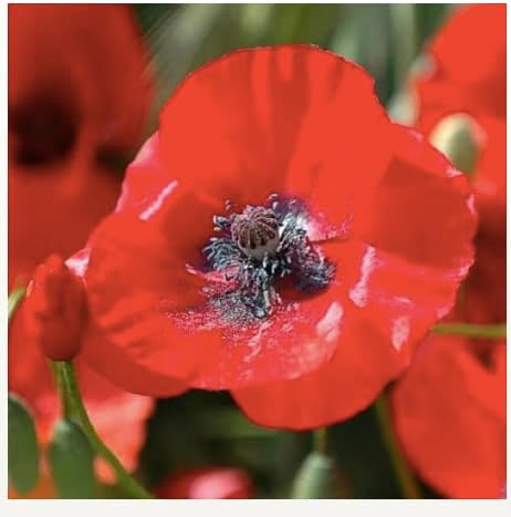 Mixed Corn Poppies - 50,00 Poppy Seeds Including Red Flanders Poppy Seed